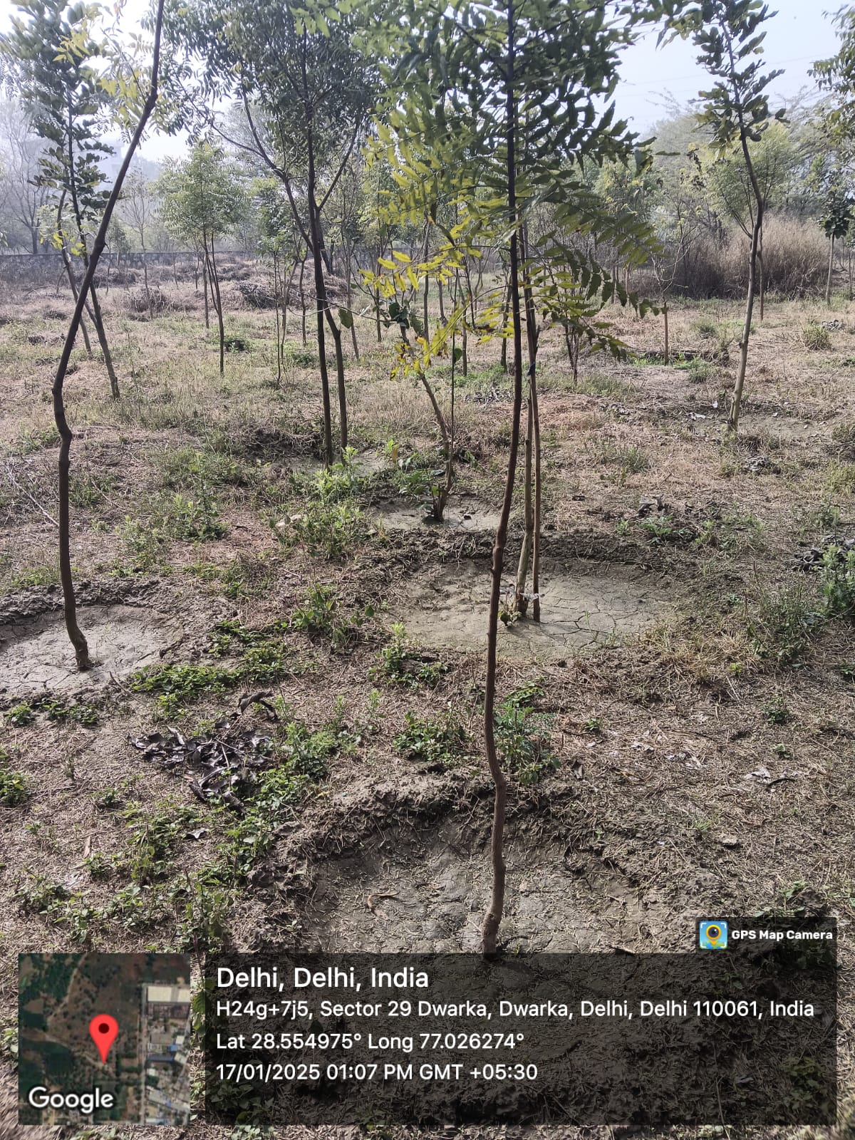 Compensatory Afforestation